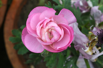 Beautiful Pink ranunculus flower growing in an outdoor flower garden. ranunculus flower closeup, Pink blooming flower, Closeup shot of a beautiful blossoming ranunculus in field