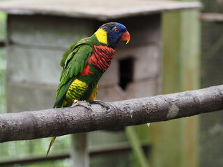 Rainbow Lorikeet