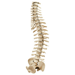 Human spine anatomy model isolated on transparent background