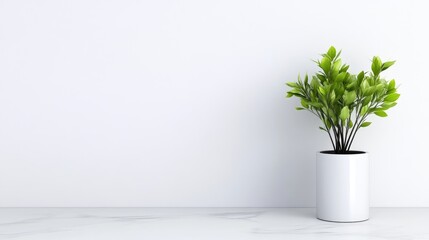 Fototapeta premium A green plant in white pot standing on a marble surface against a minimalist white wall, and indoor decoration concept with natural elements.