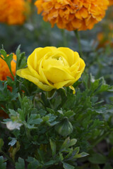 Beautiful Yellow ranunculus flower growing in an outdoor flower garden. ranunculus flower closeup, Yellow blooming flower, Closeup shot of a beautiful blossoming ranunculus in field