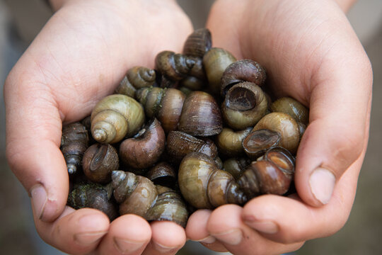 river snails holding in the hand.