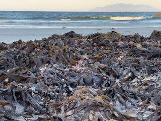 Dry seaweed washed up on a sandy beach