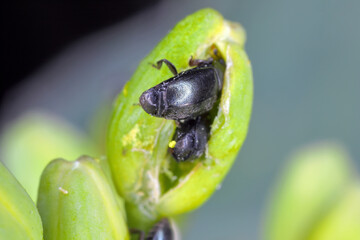 Pollen beetle (Meligethes aeneus, Brassicogethes aeneus). Beetles biting into the flower bud of rapeseed in the crop field.