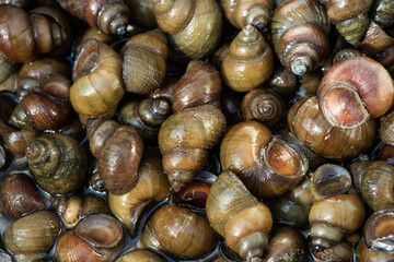closeup of river snails background