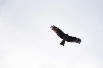 날개를 활짝 펼치고 활공하는 독수리