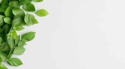 Fototapeta premium Lush green leaves border a white background. The image is a high-resolution flat lay, with bright, even lighting. A minimalist style creates a calm, fresh mood. The vibrant green contrasts sharply w