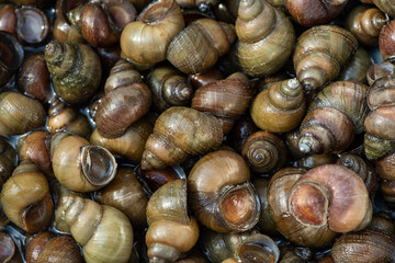closeup of river snails background
