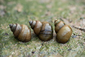 river snails on the ground.