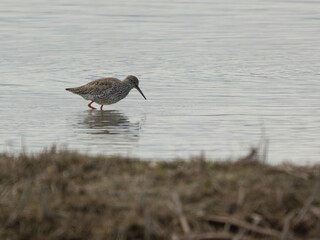 Rotschenkel ( Tringa totanus) am Ammersee
