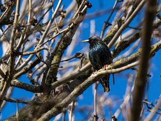 Star (Sturnus vulgaris) im Fr&uuml;hling auf einem Ast