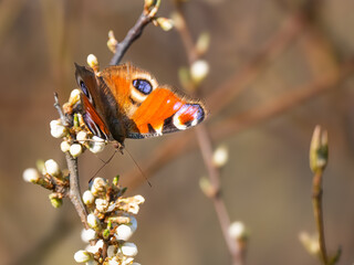 Tagpfauenauge (Aglais io) an einer Bl&uuml;te im Fr&uuml;hling