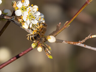 Honigbiene (Apis) an Bl&uuml;te