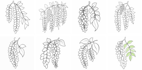 Elegant Wisteria Blooms – Outline Coloring Book Line Art Set