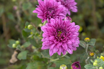 Fototapeta premium Beautiful Pink chrysanthemum flowers closeup in the winter garden, Closeup of Chrysanthemum flower, Field of the Pink Chrysanthemum, Beautiful Pink flower blooming in nature.