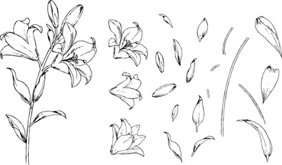 百合の線画パーツセット