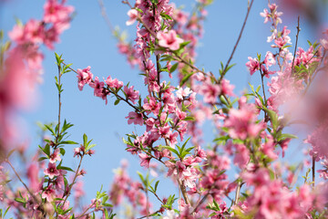 Peach blossoms against blue sky in spring
