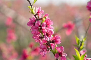 Peach blossoms against blue sky in spring