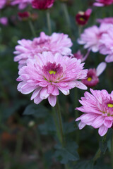 Obraz premium Beautiful Pink chrysanthemum flowers closeup in the winter garden, Closeup of Chrysanthemum flower, Field of the Pink Chrysanthemum, Beautiful Pink flower blooming in nature.