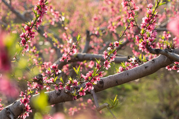 Peach blossoms against blue sky in spring
