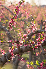 Peach blossoms against blue sky in spring