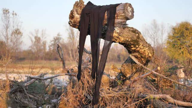 A pair of  isolated black pantyhose on trunk along Brembo river.
