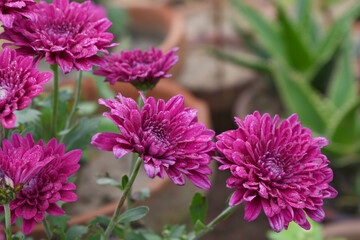 Beautiful Red chrysanthemum flowers closeup in the winter garden, Closeup of Chrysanthemum flower, Field of the Red Chrysanthemum, Beautiful Red flower blooming in nature.