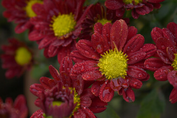 Beautiful Red chrysanthemum flowers closeup in the winter garden, Closeup of Chrysanthemum flower, Field of the Red Chrysanthemum, Beautiful Red flower blooming in nature.