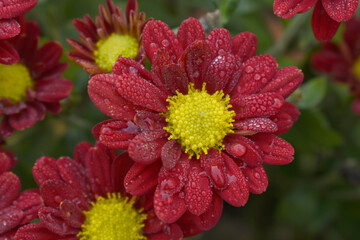 Beautiful Red chrysanthemum flowers closeup in the winter garden, Closeup of Chrysanthemum flower, Field of the Red Chrysanthemum, Beautiful Red flower blooming in nature.