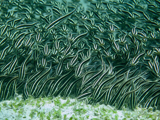 A school of catfish close-up. A school of striped catfish swim underwater and search for food in the sandy bottom.