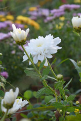 Beautiful white chrysanthemum flowers closeup in the winter garden, Closeup of Chrysanthemum flower, Field of the white Chrysanthemum, Beautiful white flower blooming in nature.