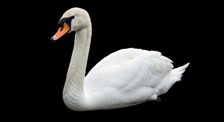 Fototapeta premium Elegant White Swan: A Close-Up Wildlife Portrait Against Black Background AI Generated