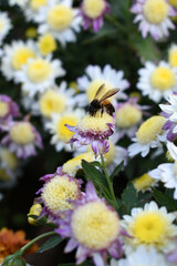 Beautiful white chrysanthemum flowers closeup in the winter garden, Closeup of Chrysanthemum flower, Field of the white Chrysanthemum, Beautiful white flower blooming in nature.