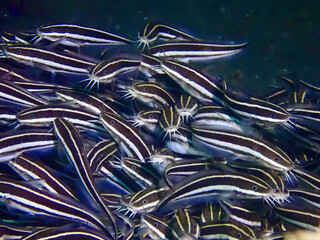 A school of catfish close-up. A school of striped catfish swim underwater and search for food in...