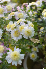 Fototapeta premium Beautiful white chrysanthemum flowers closeup in the winter garden, Closeup of Chrysanthemum flower, Field of the white Chrysanthemum, Beautiful white flower blooming in nature.