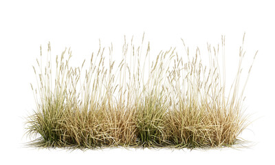 dry grass isolated on white background