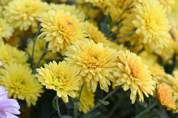 Beautiful Yellow chrysanthemum flowers closeup in the winter garden, Closeup of Chrysanthemum flower, Field of the Yellow Chrysanthemum, Beautiful Yellow flower blooming in nature.
