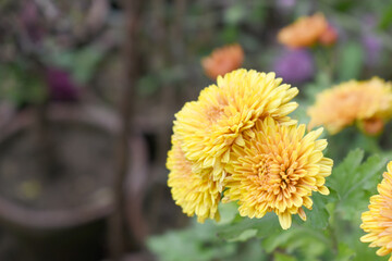 Beautiful Yellow Orange chrysanthemum flowers closeup in the winter garden, Closeup of Chrysanthemum flower, Field of the Yellow Orange Chrysanthemum, Beautiful Yellow Orange flower blooming in nature