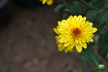 Beautiful Yellow red chrysanthemum flowers closeup in the winter garden, Closeup of Chrysanthemum flower, Field of the Yellow red Chrysanthemum, Beautiful Yellow red flower blooming in nature.