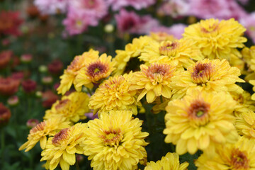 Beautiful Yellow red chrysanthemum flowers closeup in the winter garden, Closeup of Chrysanthemum flower, Field of the Yellow red Chrysanthemum, Beautiful Yellow red flower blooming in nature.