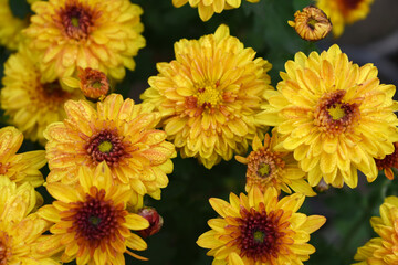 Beautiful Yellow red chrysanthemum flowers closeup in the winter garden, Closeup of Chrysanthemum flower, Field of the Yellow red Chrysanthemum, Beautiful Yellow red flower blooming in nature.