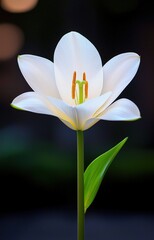 white lily isolated on black background isolated 