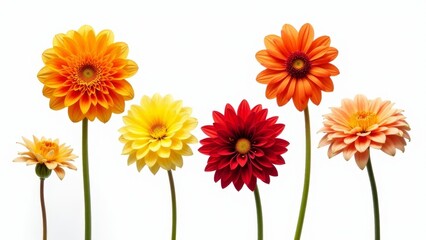 Colorful Gerbera Flowers Isolated On White