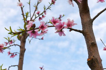 Beautiful Pink Peach Blossoms in a Garden, Pink Peach Flowers Blooming on Peach Tree, Beautiful peach flowers close up - as background, Flowering branch of fruit flower closeup