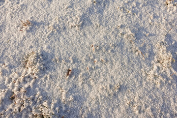 Snow covers the grass and creates a peaceful winter landscape in the sunlight