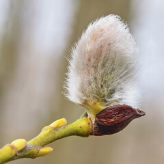 Salix caprea bud emerges in spring, showcasing delicate details and textures