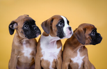 three boxer puppies on a yellow background