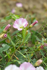 Field bindweed or Convolvulus arvensis or European bindweed or Creeping Jenny with open flowers surrounded with dense green leaves, closeup of Field bindweed flower