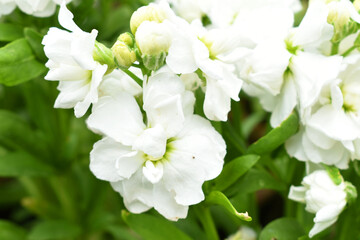 Obraz premium White Hoary Stock, White Hoary Stock or Matthiola Incana is a member of the Brassicaceae family of flowering plants. It's also commonly known as Brompton Stock, Common Stock, White flower in garden