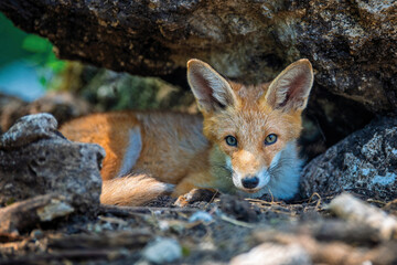 Red fox, vulpes vulpes in forest. Wild animal in natural environment